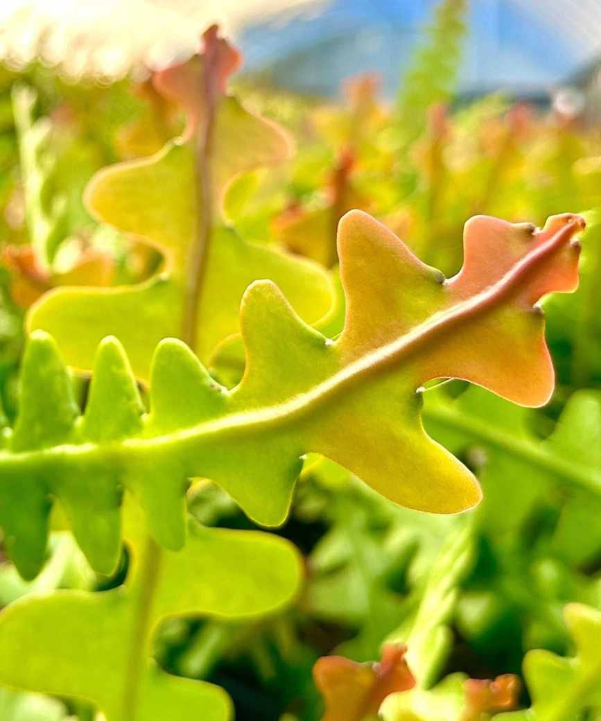 Closeup of fishbone cactus leaves