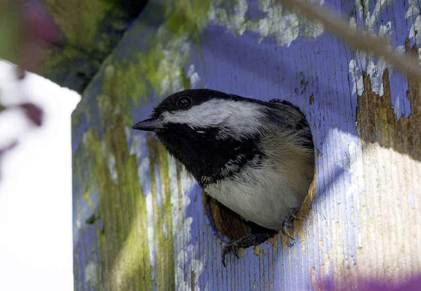 chickadee leaving a painted bird box