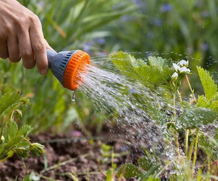 A strawberry plant being watered by a hose