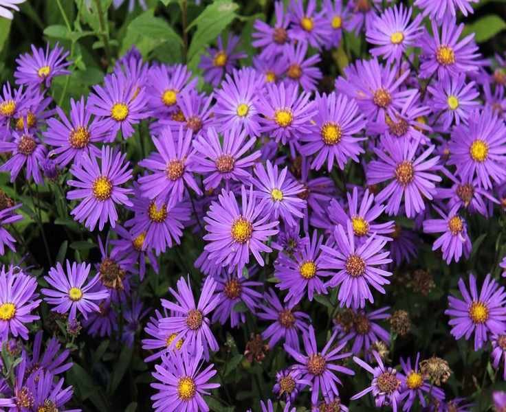 Growing and Caring for Asters: Enhance Your Garden's Color Palette