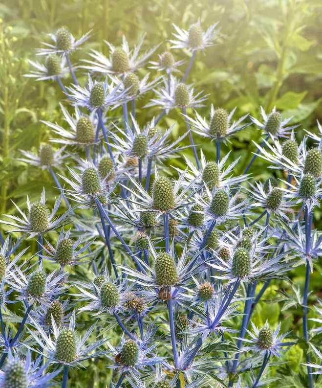 coastal plant sea holly or eryngium sapphire blue