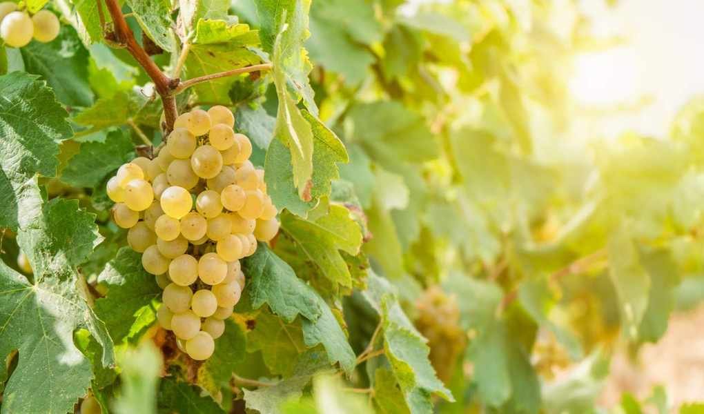 Growing Grapes: Essential Tips for Healthy Vines and Abundant Harvests