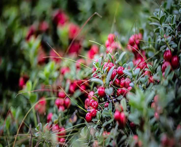 Growing Lingonberry Shrubs for a Charming Evergreen Ground Cover