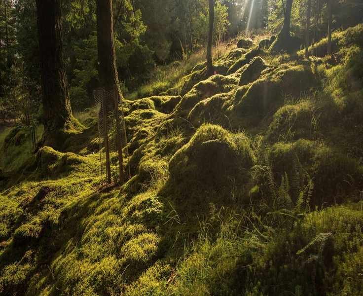 Growing Moss: The Optimal Groundcover for Shady Areas