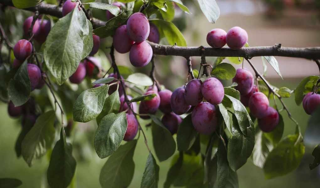 Tips to Boost Plum Tree Fruiting for a Bountiful Harvest