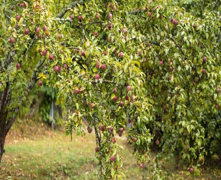 Protecting Fruit Trees from Frost: Essential Tips for Your Harvest