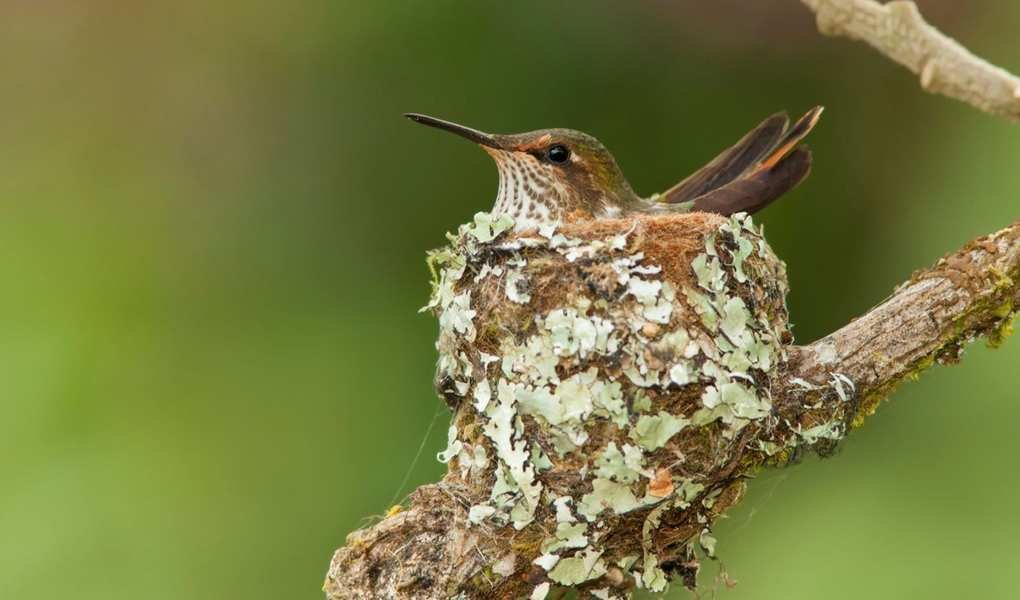 Attract Hummingbirds with the Temple Bloom Seven-Son Flower Tree
