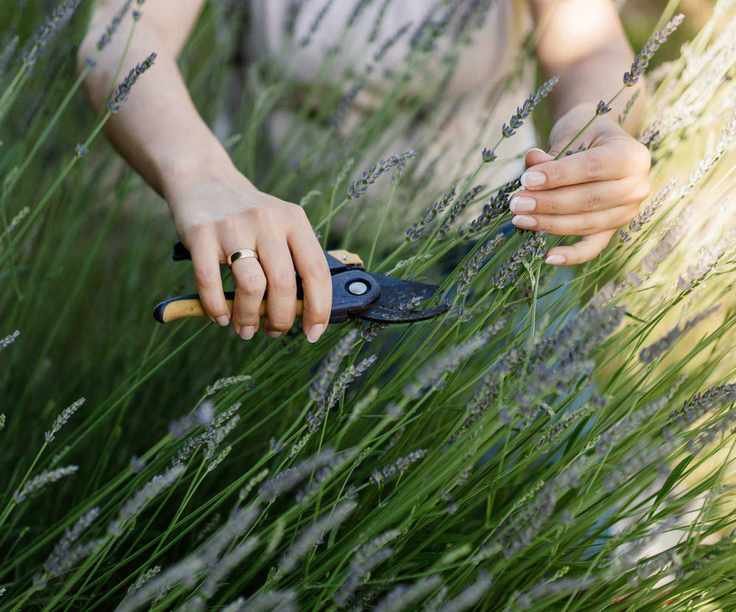 Deadheading lavender with pruning shears