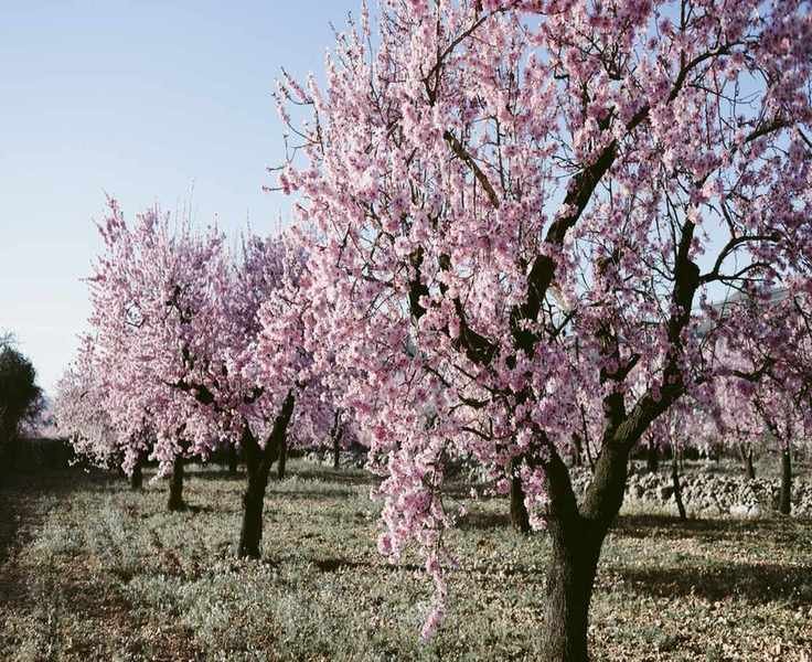 Growing an Almond Tree for Stunning Spring Blossoms
