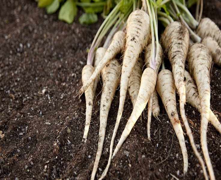Why Waiting for Frosts is Key to Harvesting Delicious Parsnips