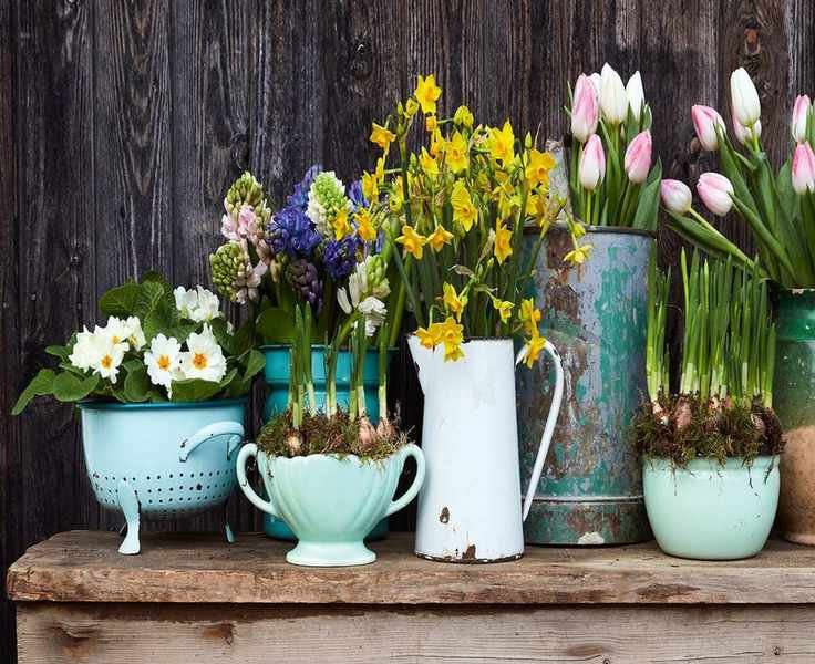 Forcing Bulbs in Soil for Indoor Blooms