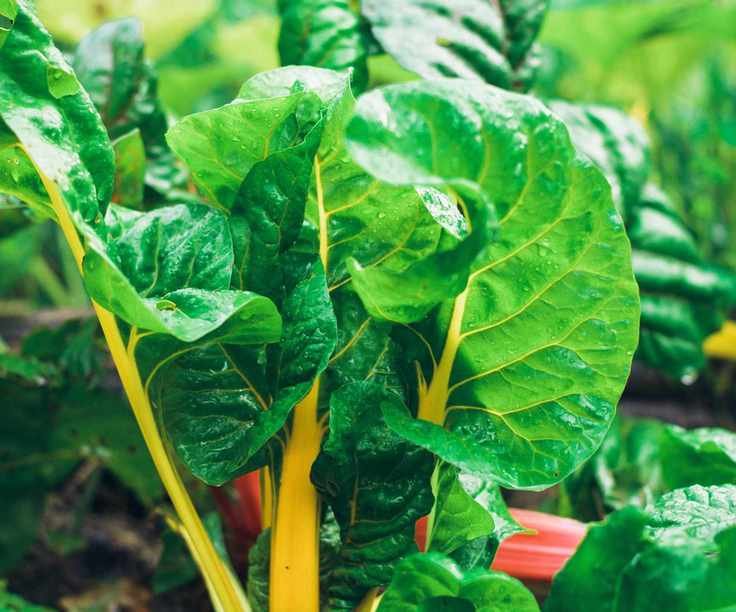Bright harvested swiss chard leaves