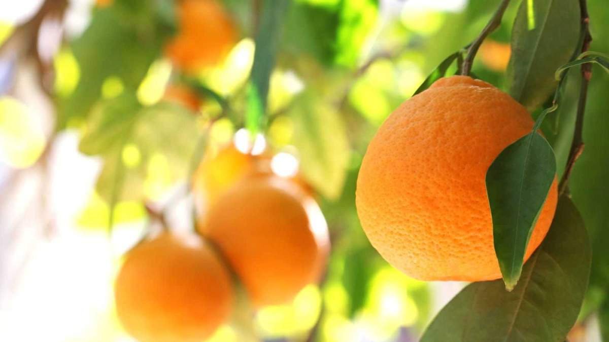 Growing Orange Trees: Enjoy Fresh, Fragrant Fruit with Ease