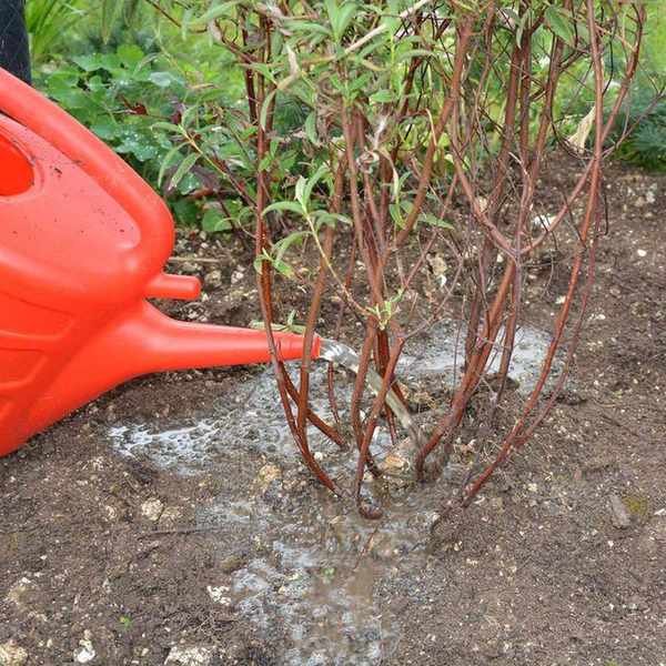 Watering a recently moved shrub