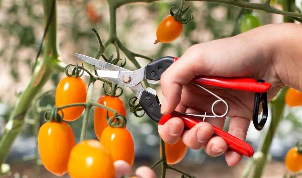 Felco 322 Snips: Compact Yet Powerful Gardening Tool for Precision Tasks