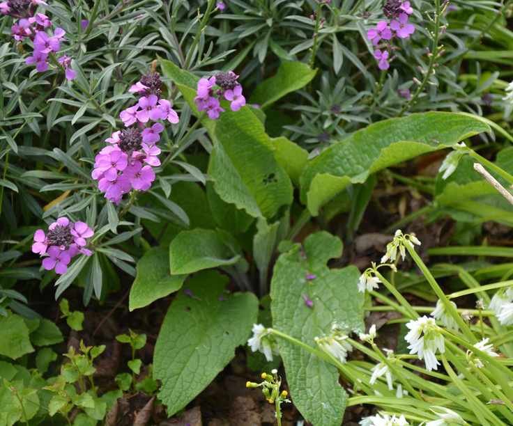 Comfrey growing among other plants