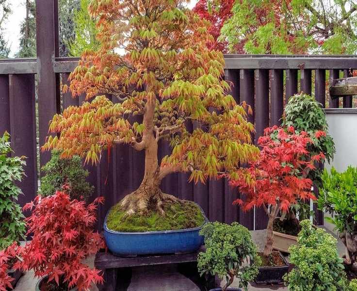 Best Bonsai Trees for Beginners: 5 Easy Options to Start Your Journey
