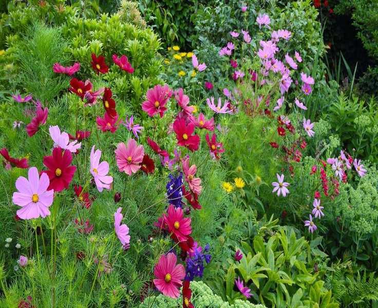 Choosing the Right Fertilizer for Beautiful Flowering Plants