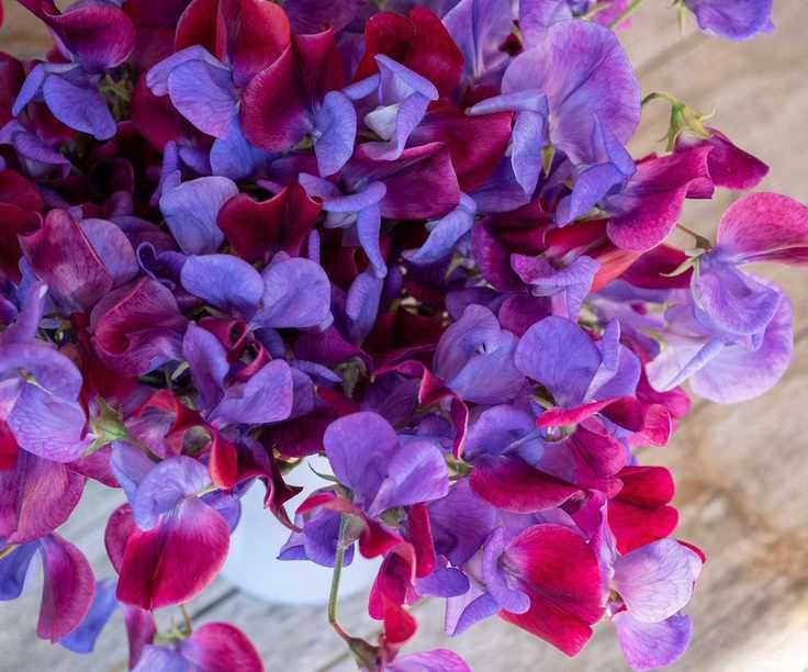 Cupani sweet peas in vase