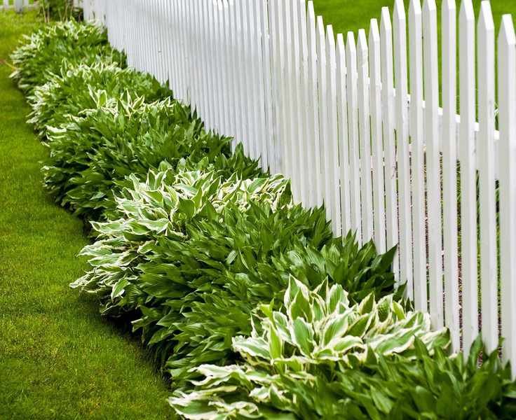 When to Plant Hostas for Lush Greenery in Your Garden