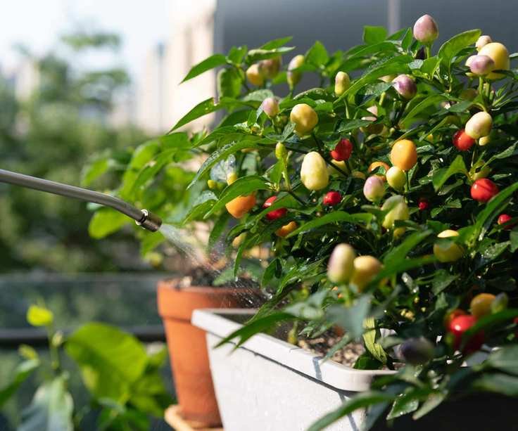 Watering vegetable plants in a container