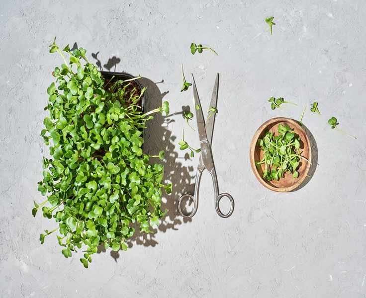 Microgreens regrowth