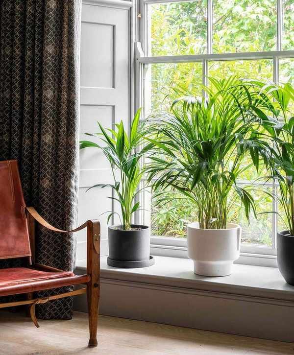 houseplants on a living room windowsill