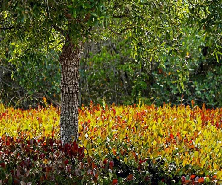 Oak tree Florida