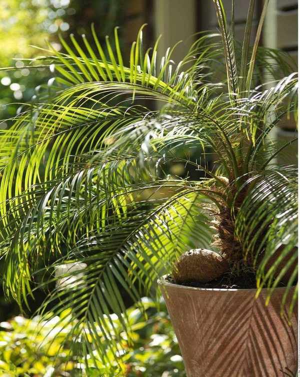 Best indoor tree: pygmy date palm