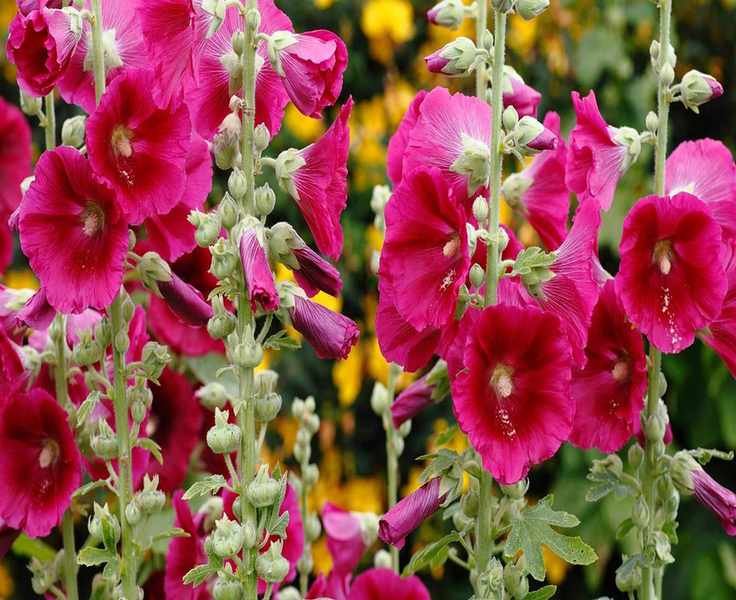 Expert Tips for Growing and Caring for Hollyhocks in Your Garden