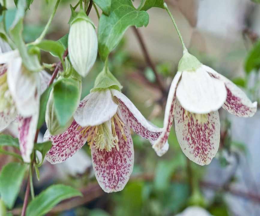 Clematis cirrhosa var. purpurascens 'Freckles'