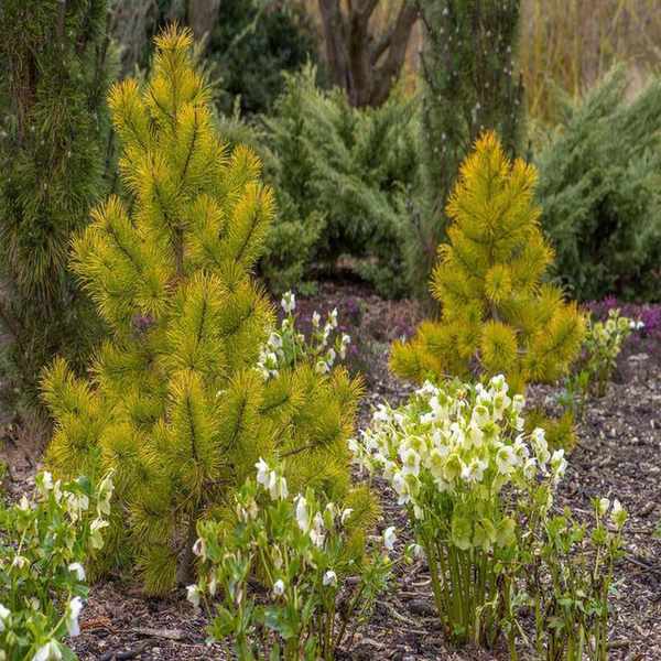 Shore pine tree