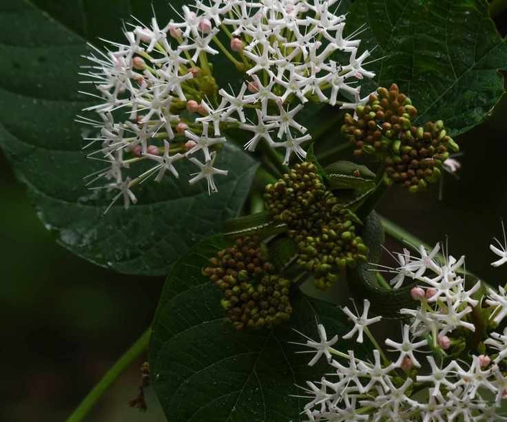 Silky dogwood with white flowers