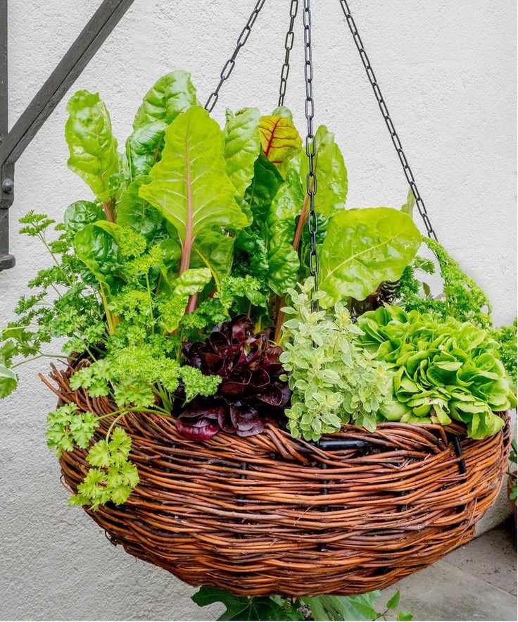 Herbs hanging basket
