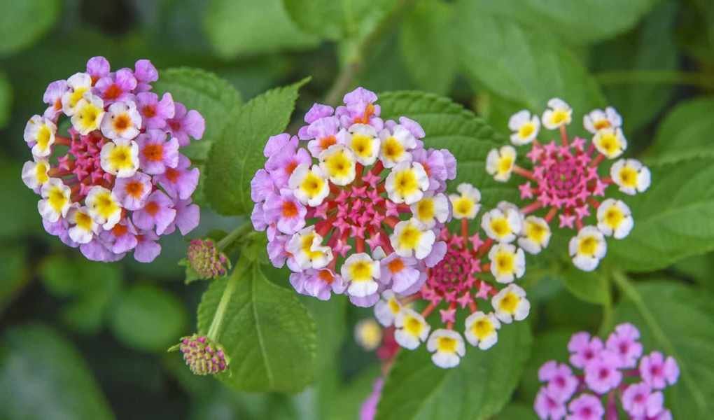 Pruning Lantana: Tips for Vibrant Blooms All Summer Long