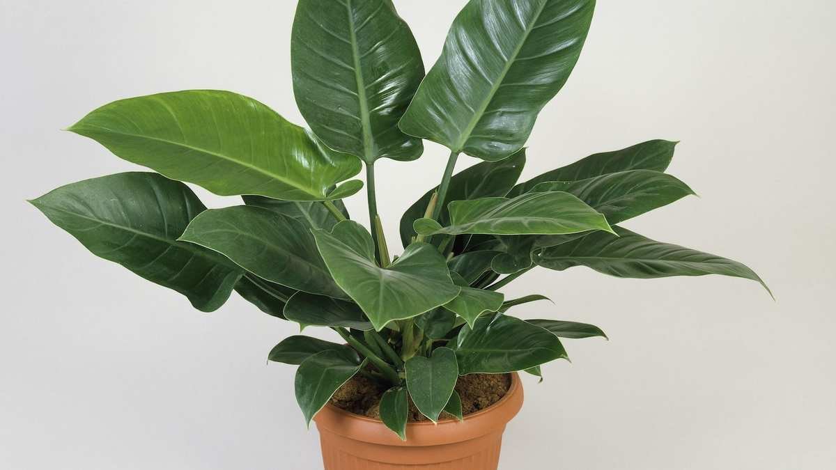 Philodendron Leaves Turning Yellow? Discover the Causes and Solutions