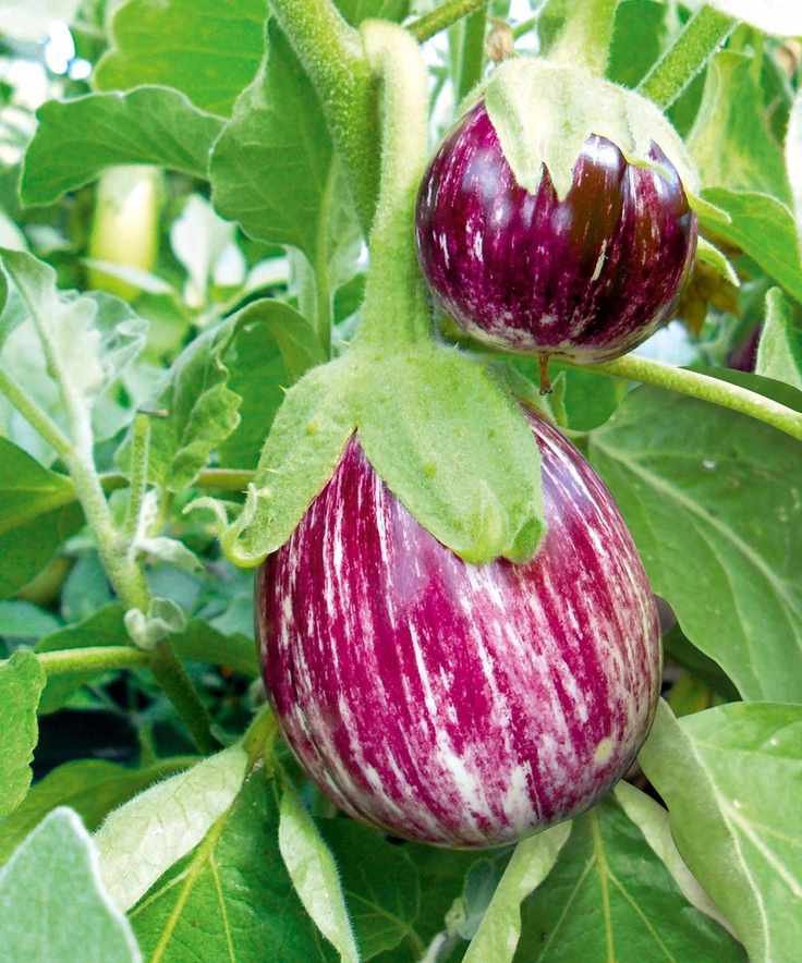 eggplants Pinstripe fruits developing on plants in summer