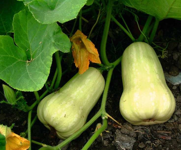 Butternut squash fruits on the vine