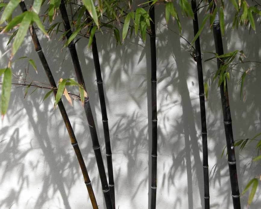 black bamboo
