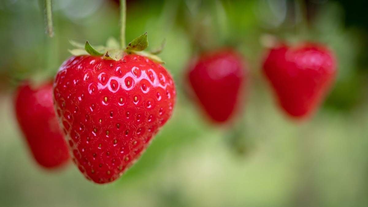 Growing Strawberries from Existing Plants: Tips for Free Crops