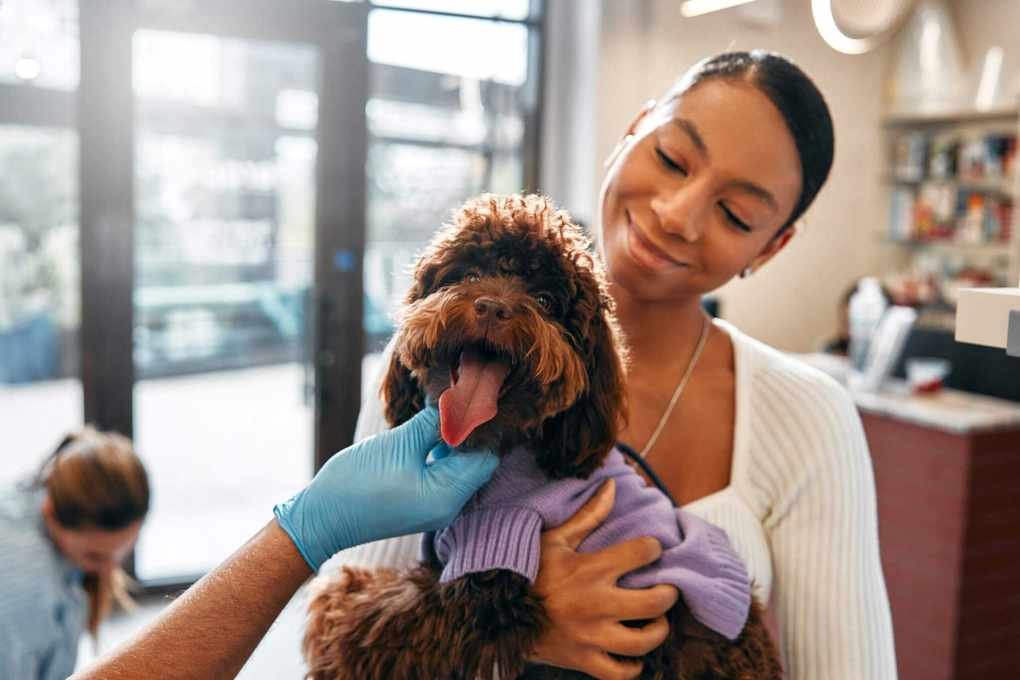 Pet Insurance and Vaccines: What You Need to Know