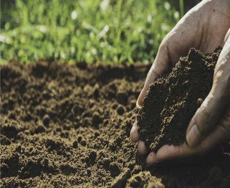 11 Simple Ways to Acidify Soil for Your Favorite Plants