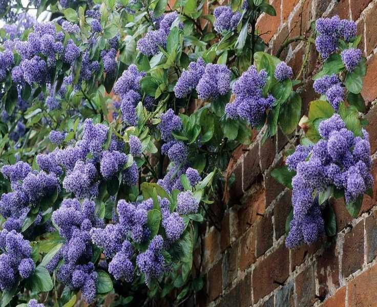 Plants to Conceal a Garden Wall – Top Choices for a Lush Screen