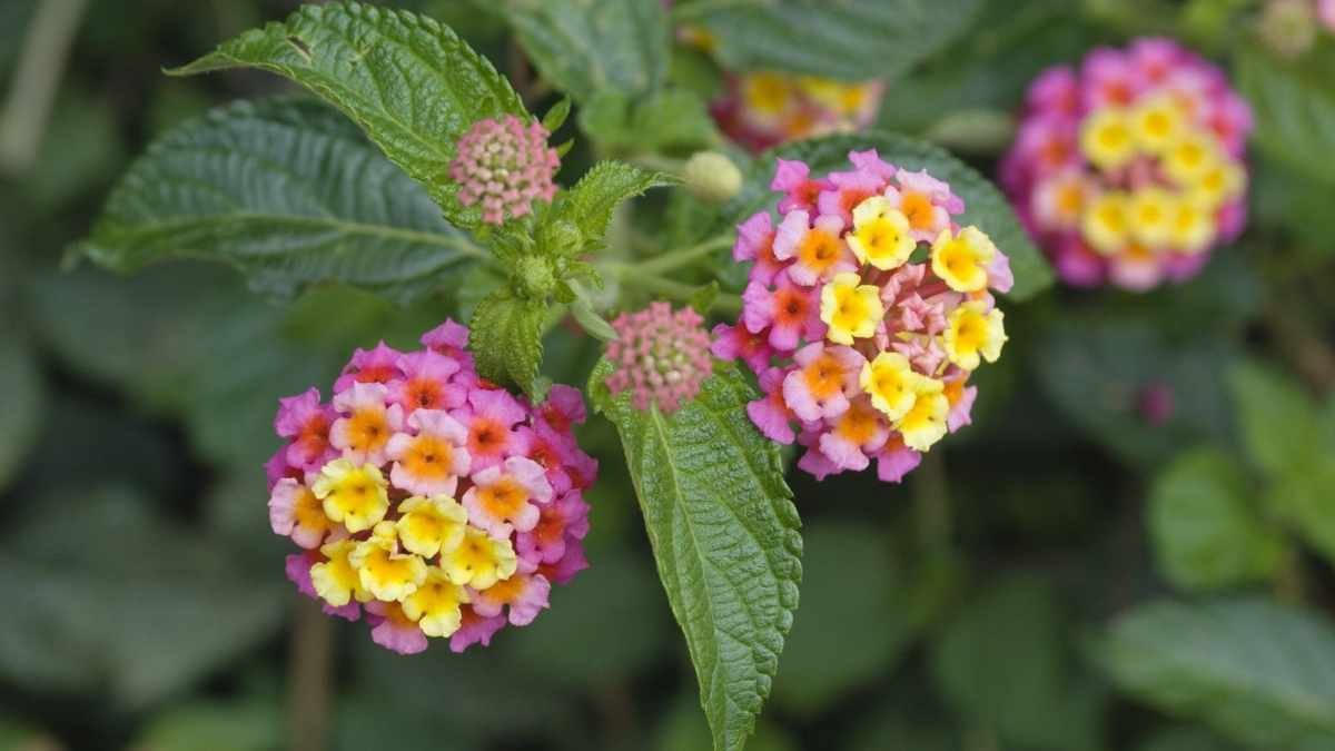 August's Best Plants to Propagate: 7 Easy Choices for Your Garden