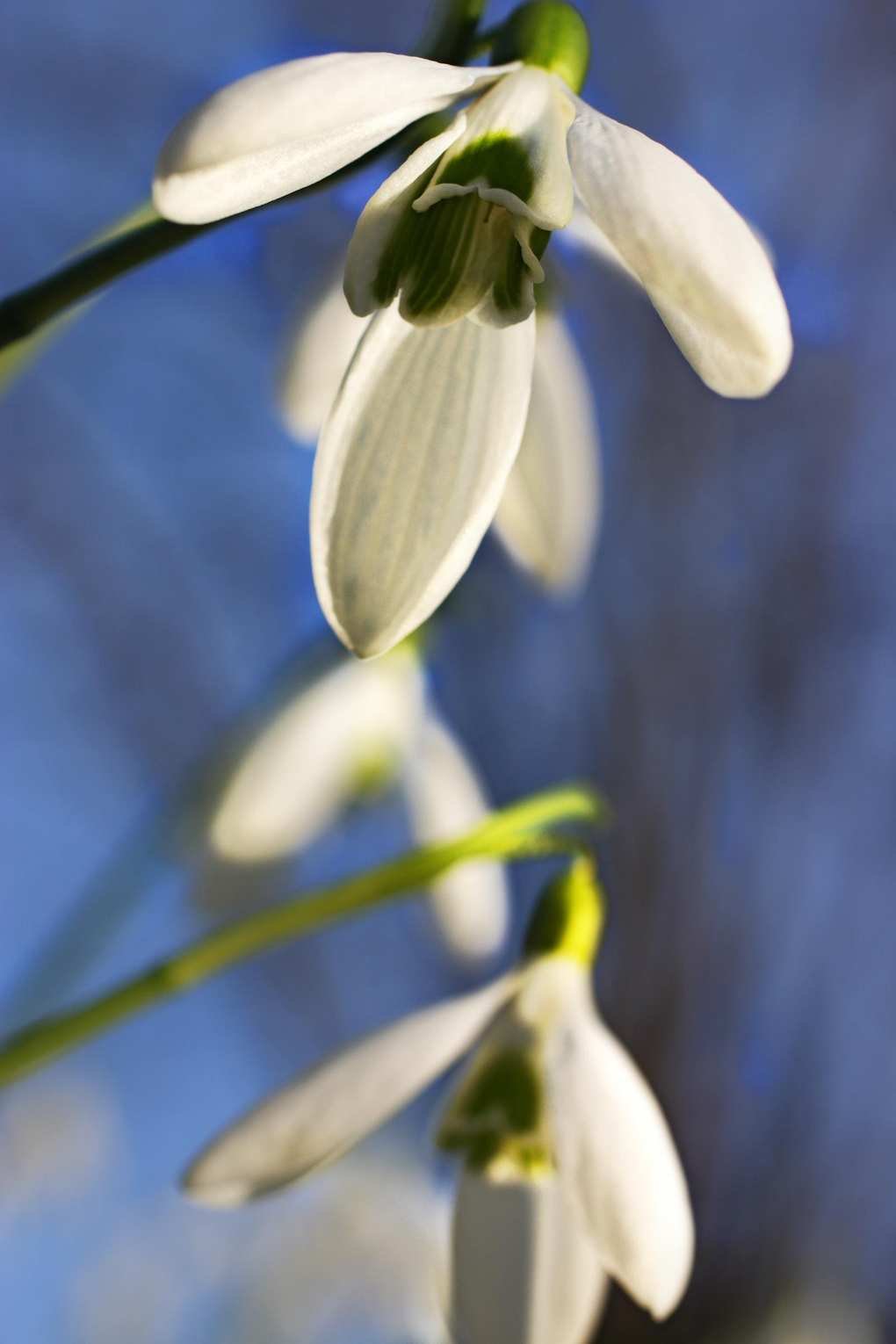 Galanthus Atkinsii