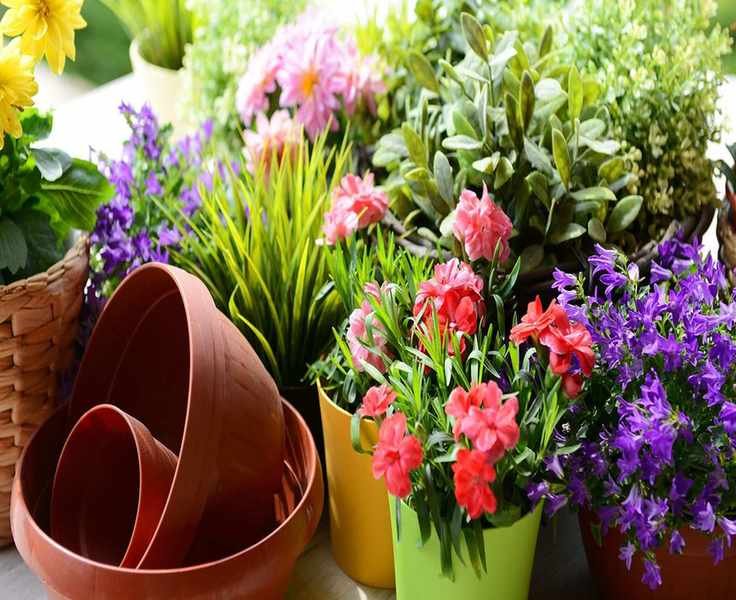 A Gardener's Guide to Cleaning Flower Pots in 6 Easy Steps