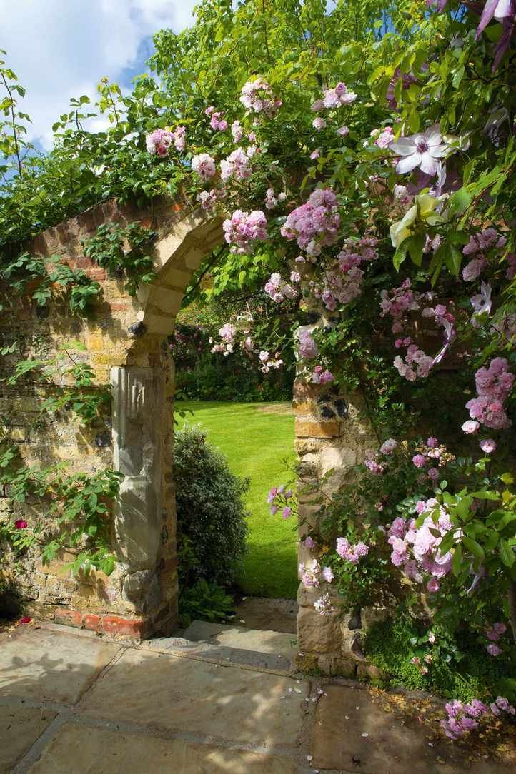 Mastering rose pruning: rambling rose climbing up a wall