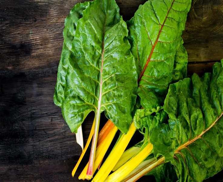 Harvesting Swiss Chard: Two Effective Methods for Continuous Growth