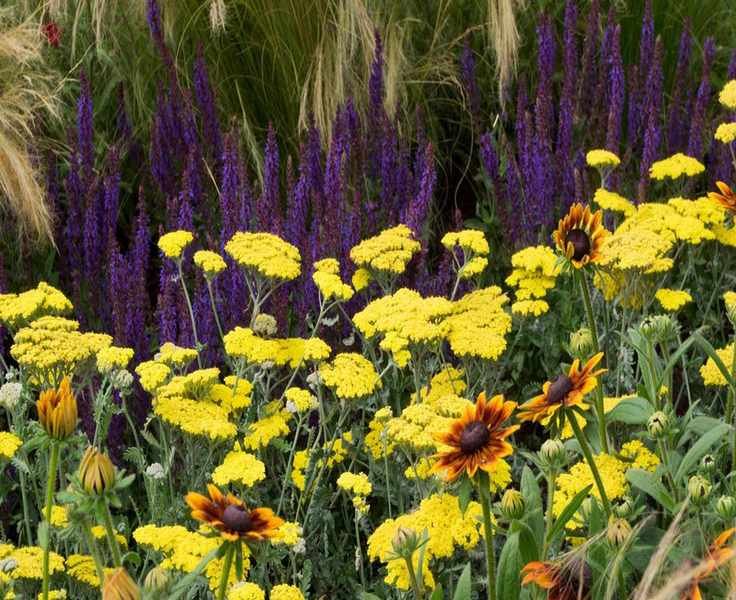 5 Low-Maintenance Perennials to Plant and Forget for Your Garden