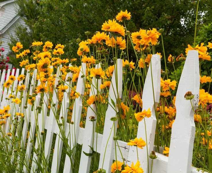 Backyard Fencing Costs: What You Need to Know